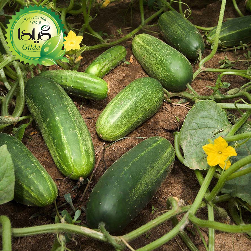 بذر خیار اصفهان گیلدا کد 645 بذر خیار اصفهان گیلدا کد 645