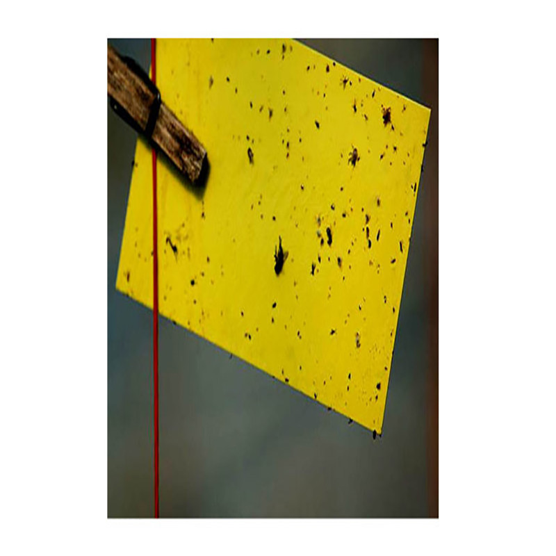 چسب مگس کُش و حشره کُش ترمینکس مدل Kartijadid-06 بسته 6 عددی