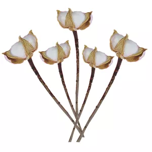 گل خشک مدل شاخه پنبه بسته ی 5 عددی