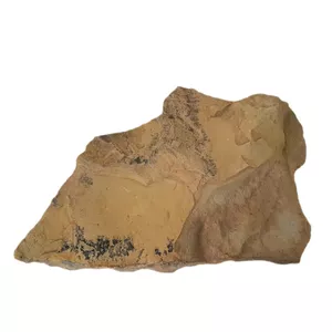 سنگ راف شجر مدل فسیلی کد 150