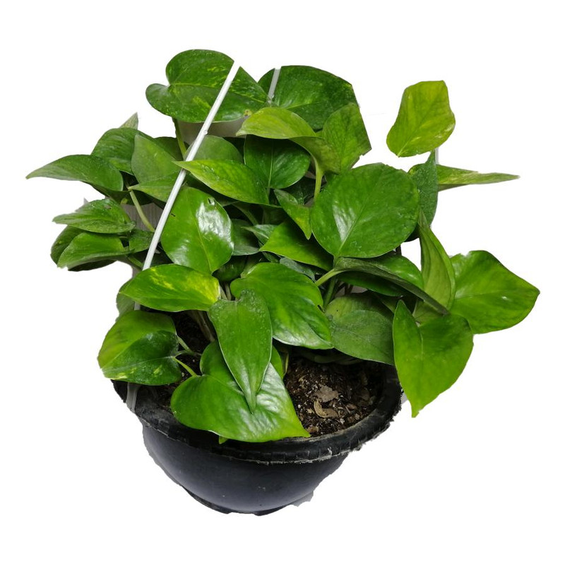 گیاه طبیعی پوتوس کد qq17