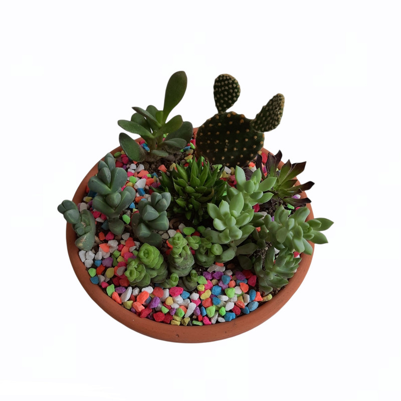 گیاه طبیعی کاکتوس و ساکولنت مدل دیش گاردن کد 77