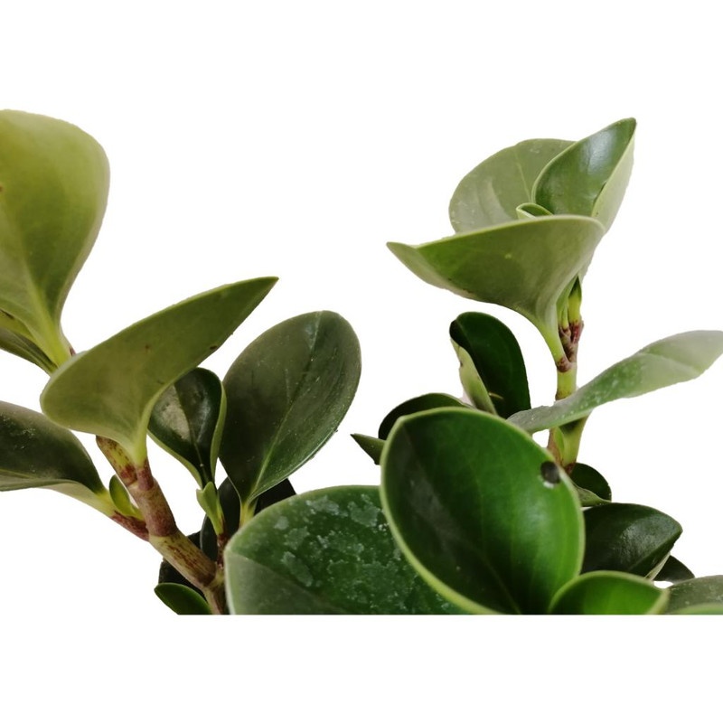 گیاه طبیعی قاشقی کد ep04 گیاه طبیعی قاشقی کد ep04