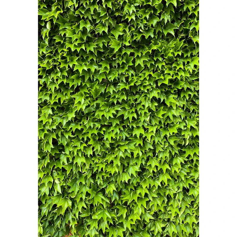 تابلو شاسی طرح برگ درخت پیچک مدل T1793