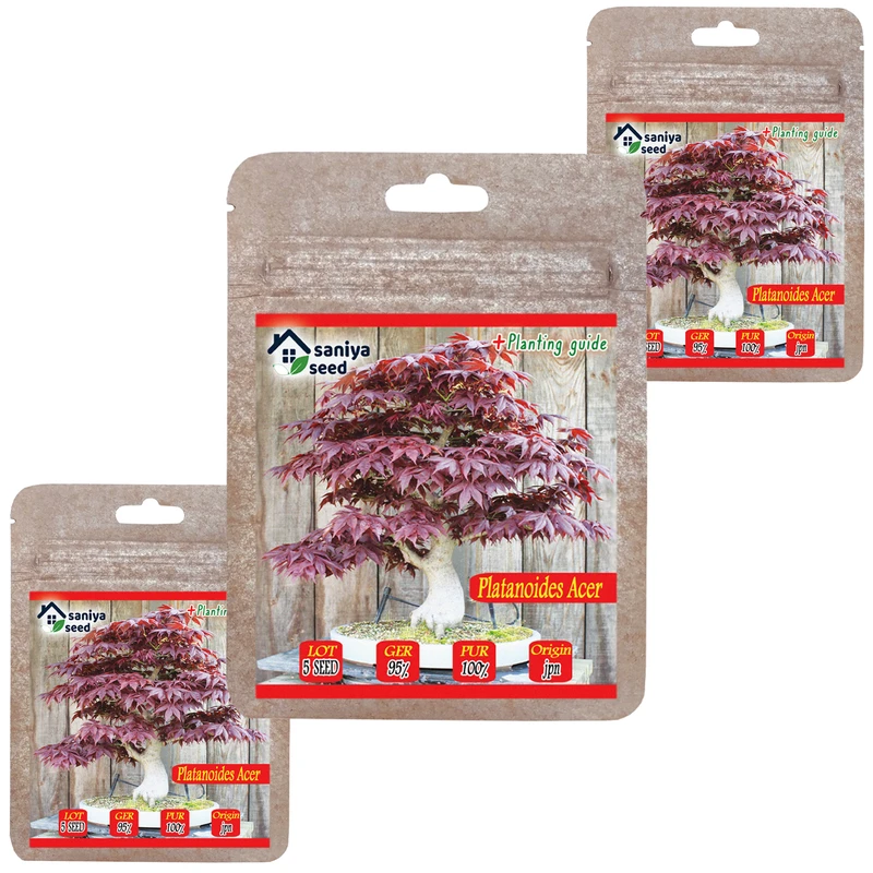 بذر بنسای افرا پلانتانید سانیا سید مدل B11 مجموعه 3 عددی