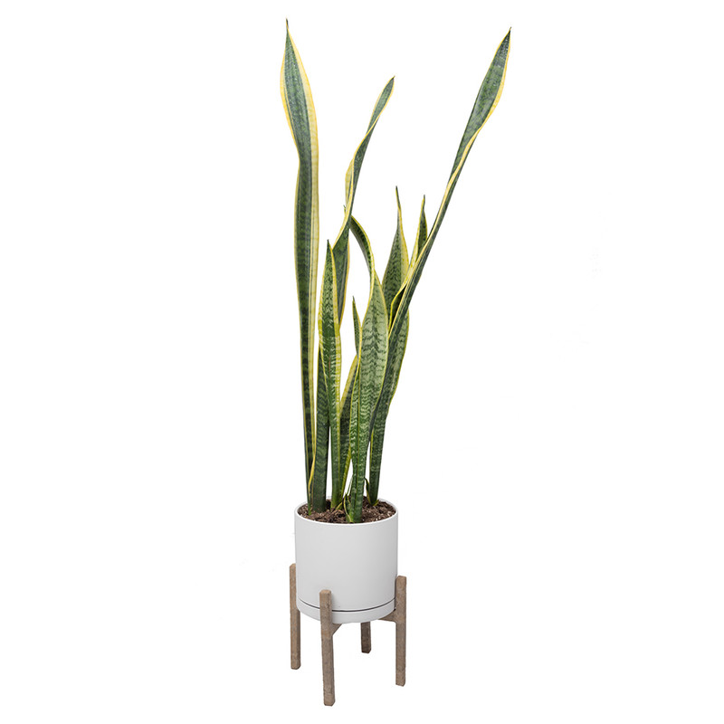 گیاه  طبیعی سانسوریا ابلق مدل 2203/5102