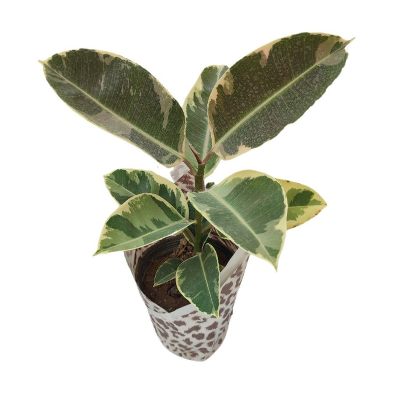 گیاه طبیعی فیکوس ابلق یاقوتی مدل 014