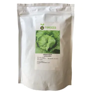 بذر کاهو سالادی فام سید مدل Lactuca Sativa