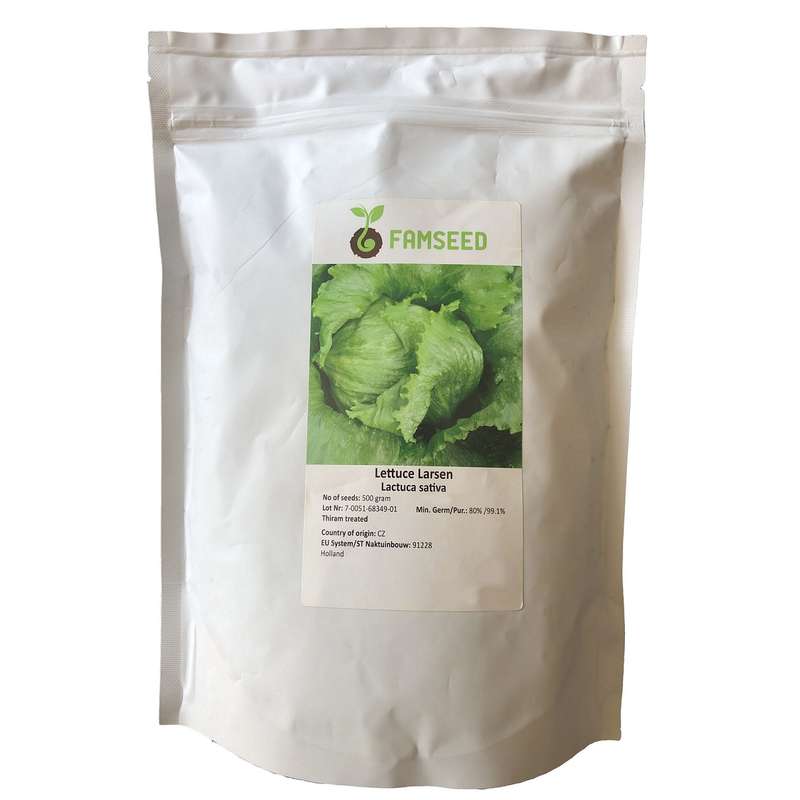 بذر کاهو سالادی فام سید مدل Lactuca Sativa بذر کاهو سالادی فام سید مدل Lactuca Sativa