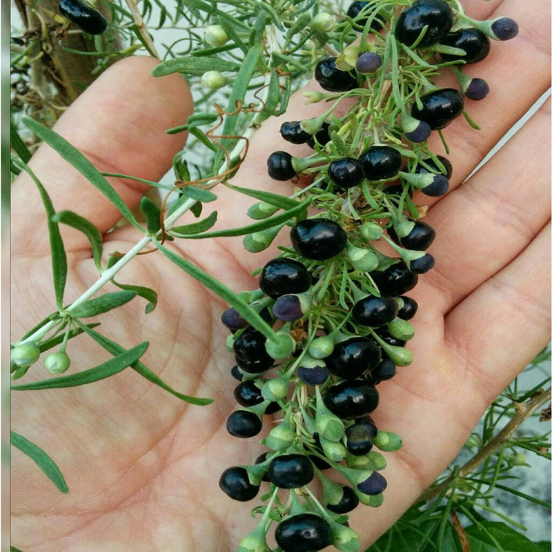 بذر میوه گوجی بری سیاه وانیا سید مدل D52