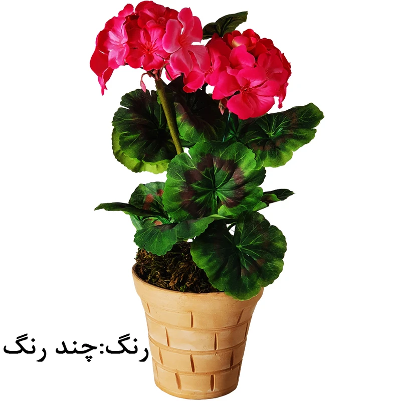 عکس شماره 3