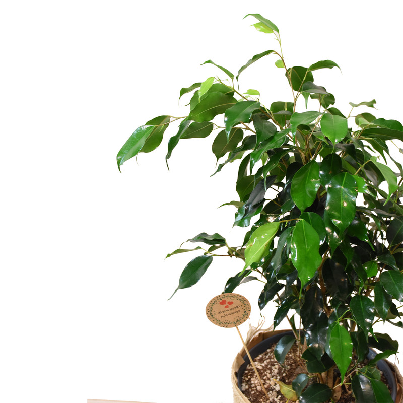 گیاه طبیعی بنژامین کدP.A.09 گیاه طبیعی بنژامین کدP.A.09