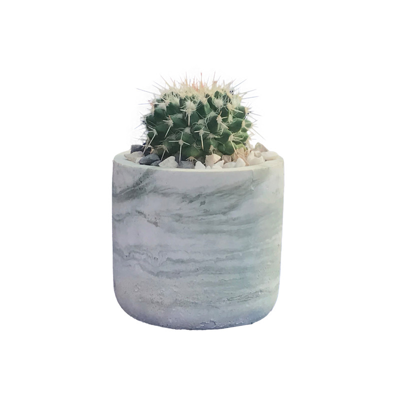 گیاه طبیعی کاکتوس مامیلاریا مدل MM-249