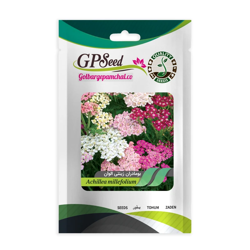 بذر بومادران زینتی الوان گلبرگ پامچال کد GPF-168