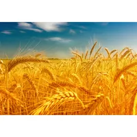 تابلو شاسی مدل مزرعه گندم T6890