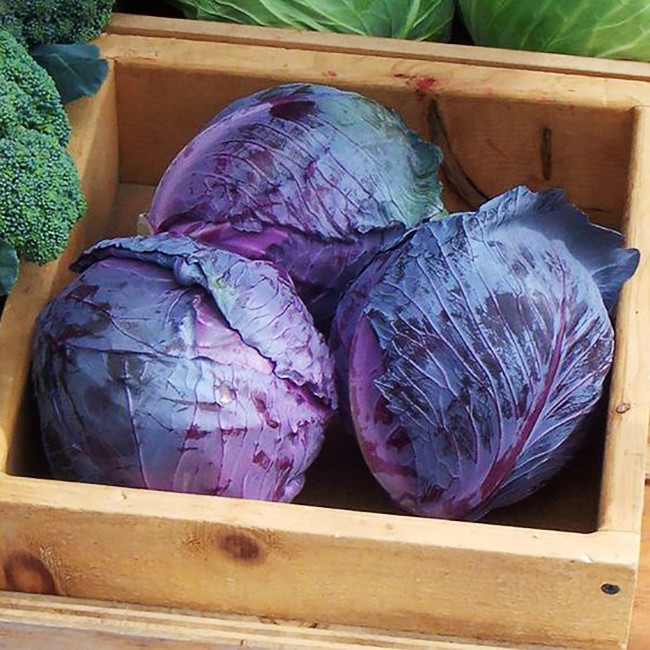 بذر کلم برگ قرمز وانیا سید مدل I2