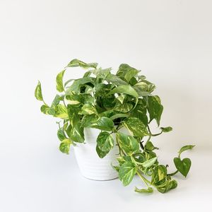 نقد و بررسی گیاه طبیعی پتوس ابلق کد G02 توسط خریداران