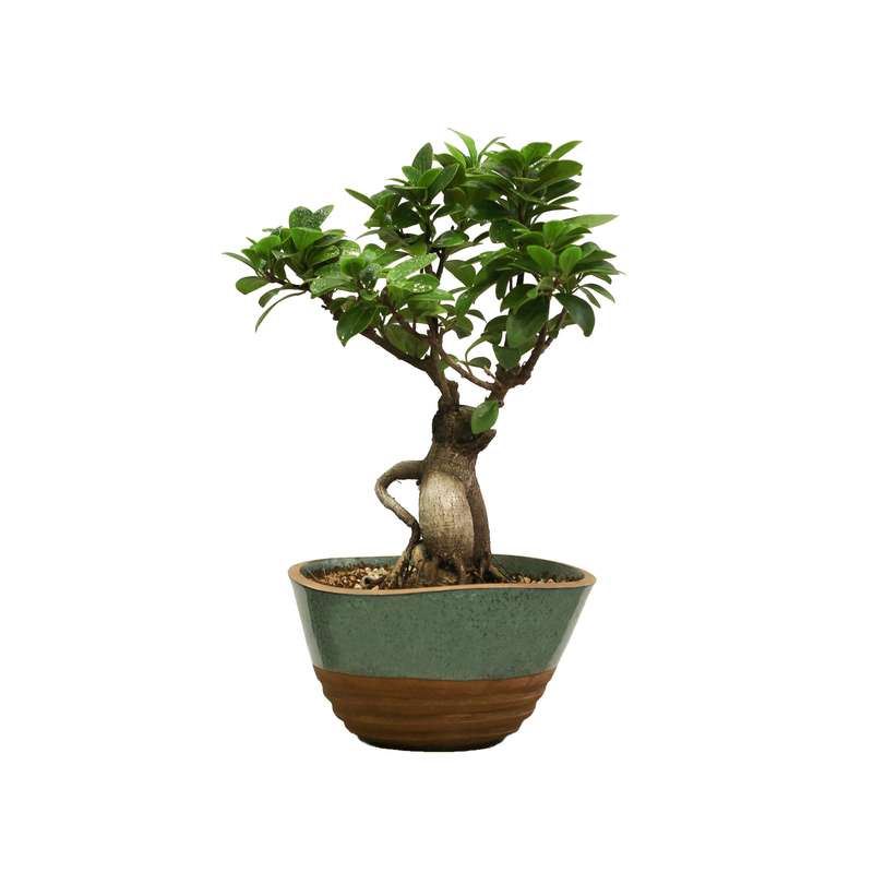 گیاه طبیعی بونسای جنسینگ مدل فیکوس گیاه طبیعی بونسای جنسینگ مدل فیکوس