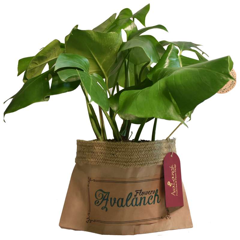 گیاه طبیعی برگ انجیری تخت کد P.A.028