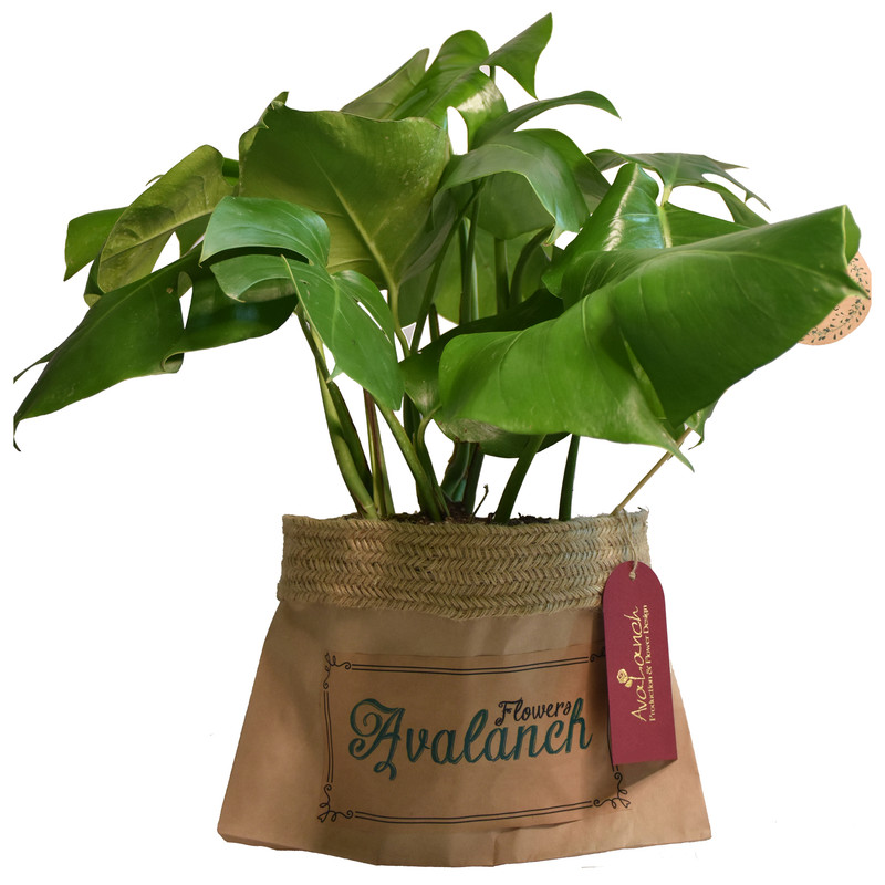 گیاه طبیعی برگ انجیری تخت کد P.A.028