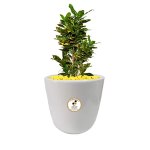 گیاه طبیعی کروتون گلباران سبز گیلان مدل GN13-7L