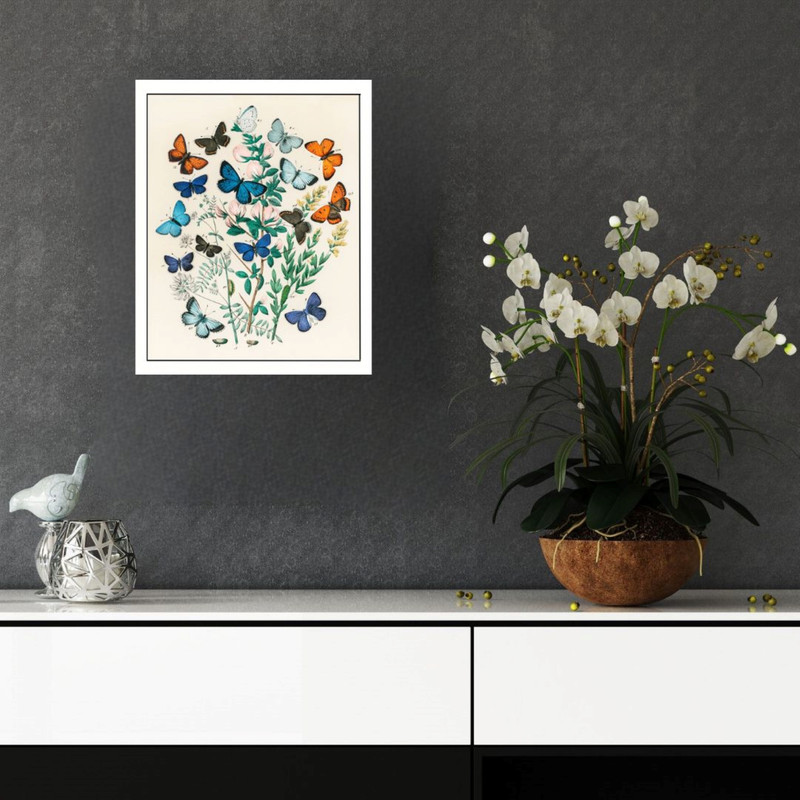 پوستر مدل   پروانه‌ها و کرم‌های اروپایی 