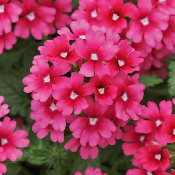 بذر گل شاه پسند صورتی جی پی سید مدل GP13292 بذر گل شاه پسند صورتی جی پی سید مدل GP13292