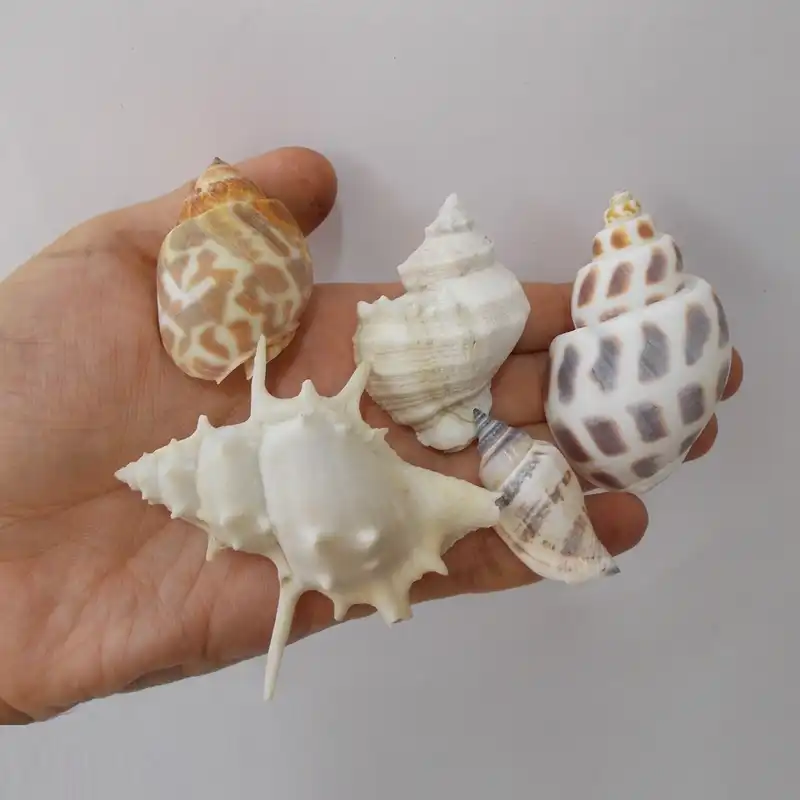 صدف دکوری کد RS7 مجموعه 10 عددی