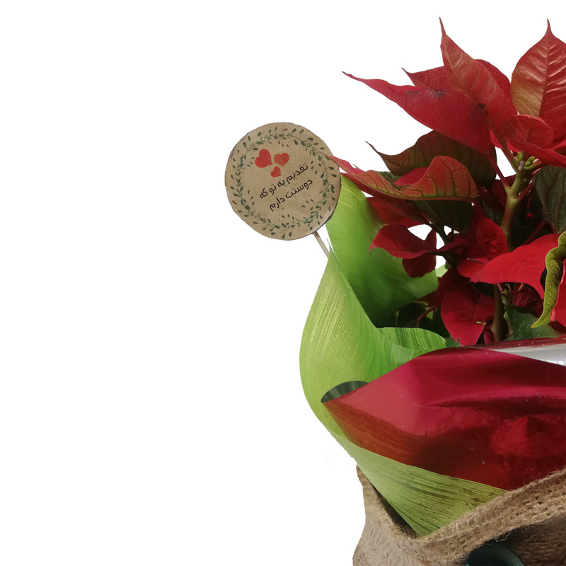 گیاه طبیعی بنت قنسول کد P.A.015