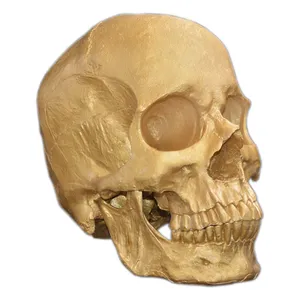 مجسمه مدل جمجمه طرح Skull-big کد 11
