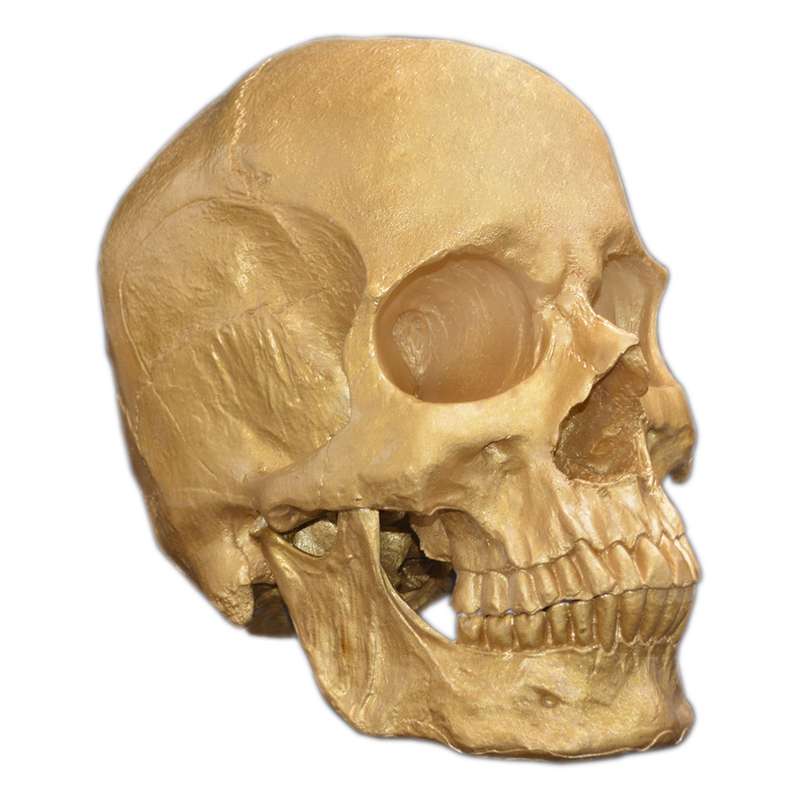 مجسمه مدل جمجمه طرح Skull-big کد 11