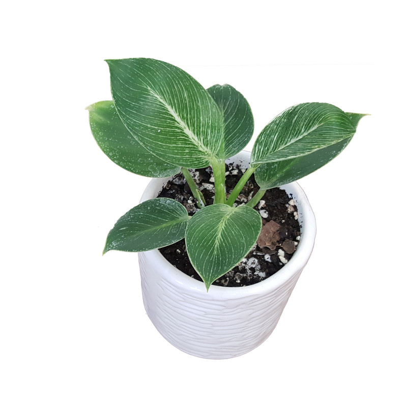 گیاه آپارتمانی فیلودندرون مدل برکین