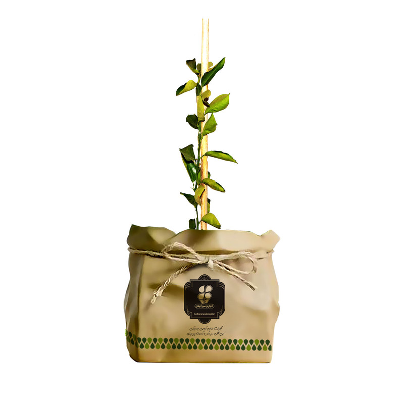 گیاه طبیعی نهال لیمو ترش گلباران سبز گیلان مدل GN2-KL13