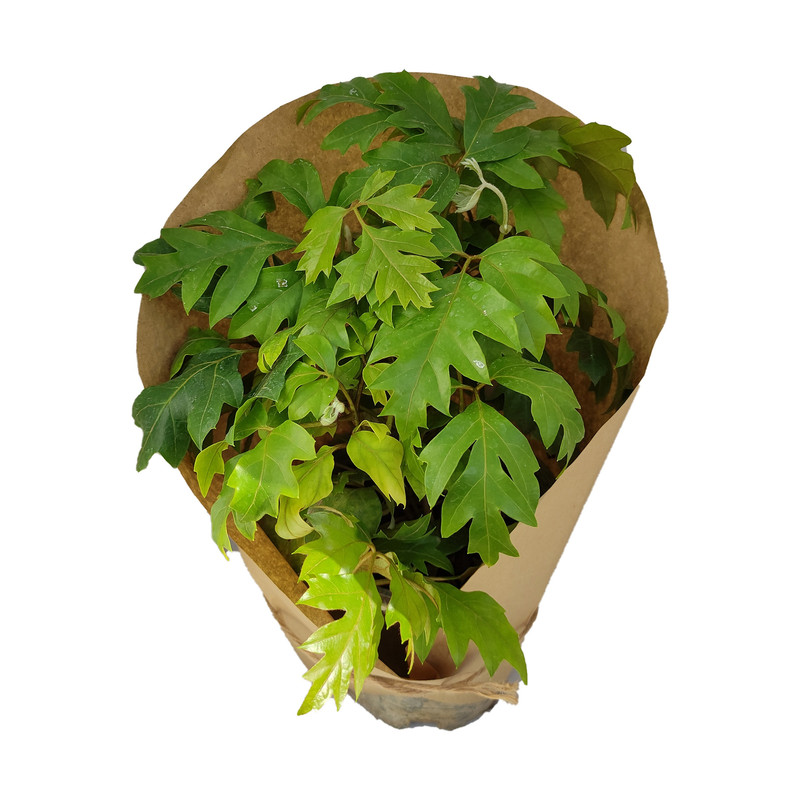 گیاه طبیعی سیسوس کد yt28