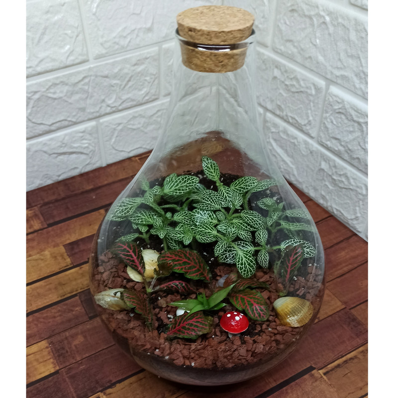 تراریوم گیاه طبیعی کد ۱۰۷