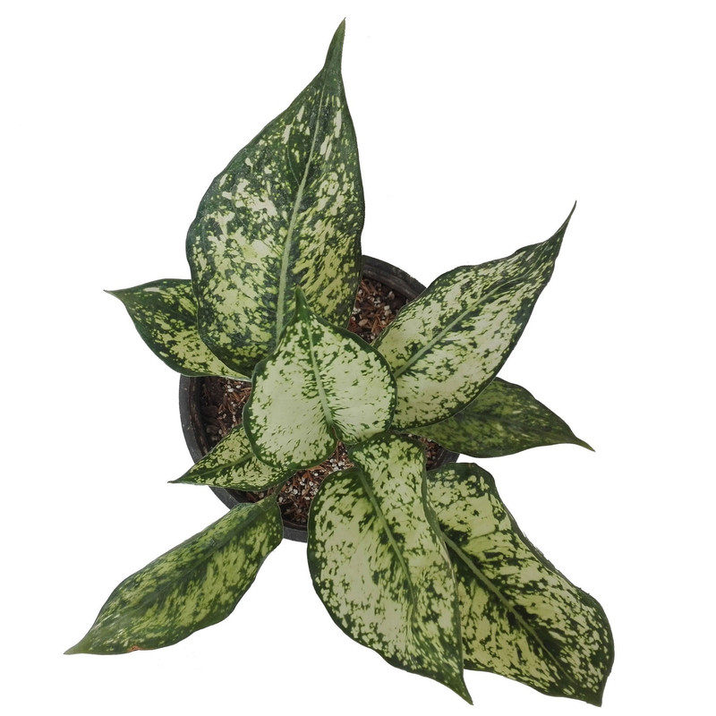 گل طبیعی اگلونما سفید کد 109