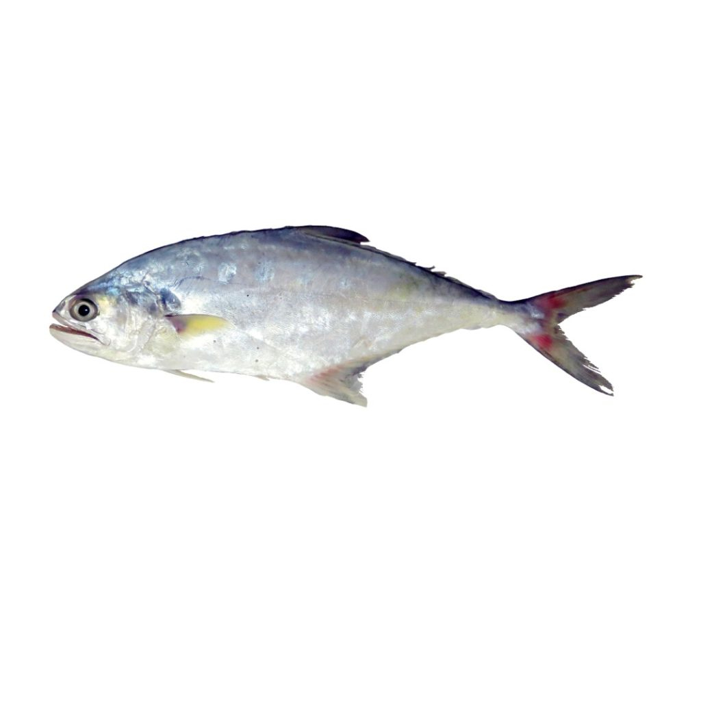 استیک ماهی سارم شیربندر ماهی خان - 2000 گرم