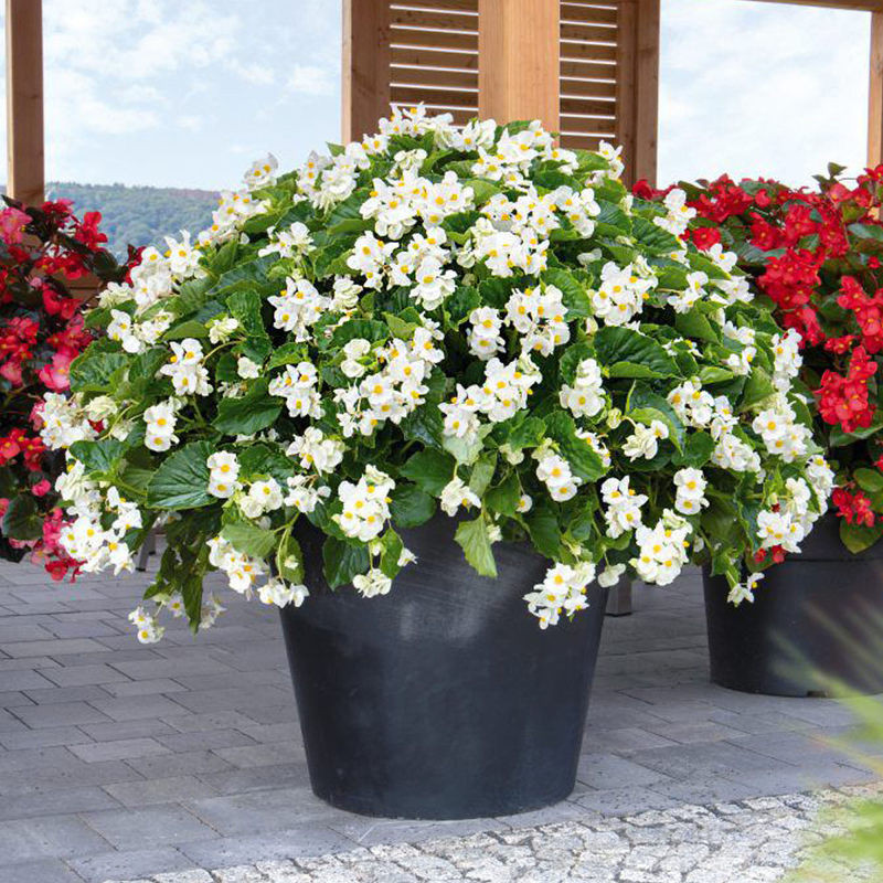 بذر گل بگونیا عروس سفید سانیا سید مدل ss14 بذر گل بگونیا عروس سفید سانیا سید مدل ss14