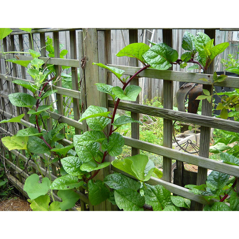 بذر اسفناج مالابار رونده قرمز گلبرگ پامچال کد GPF-304