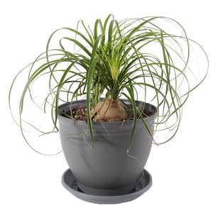 نقد و بررسی گیاه طبیعی لیندا مدل P-02 توسط خریداران