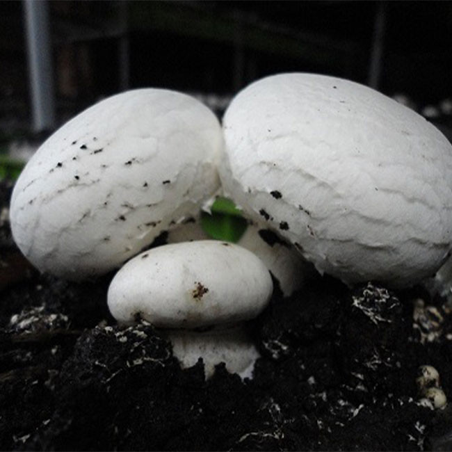 بذر قارچ دکمه ای سفید لیناز گستر کد 09 وزن 200 گرم