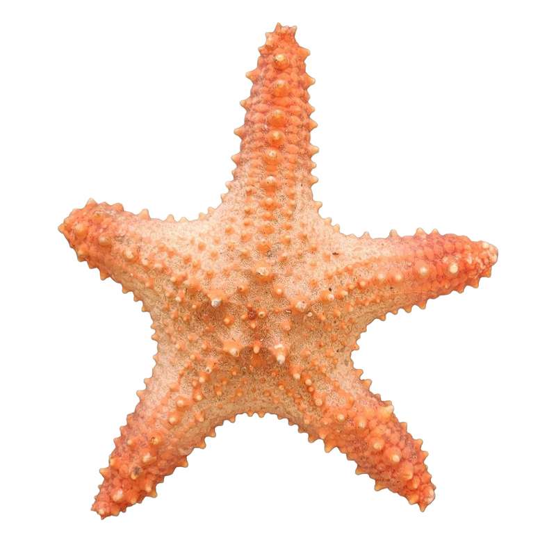 ستاره دریایی تزیینی مدل s2