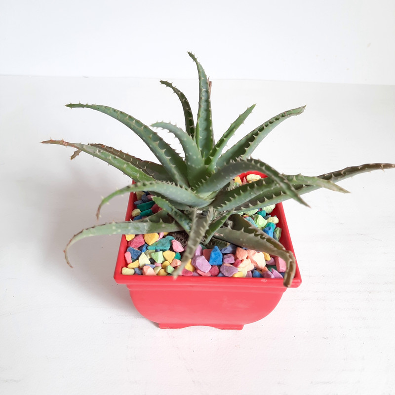 گیاه طبیعی آلوئه ورا کد A گیاه طبیعی آلوئه ورا کد A