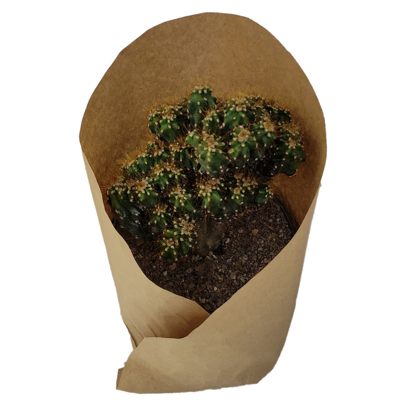 گیاه طبیعی کاکتوس کد yt9 گیاه طبیعی کاکتوس کد yt9