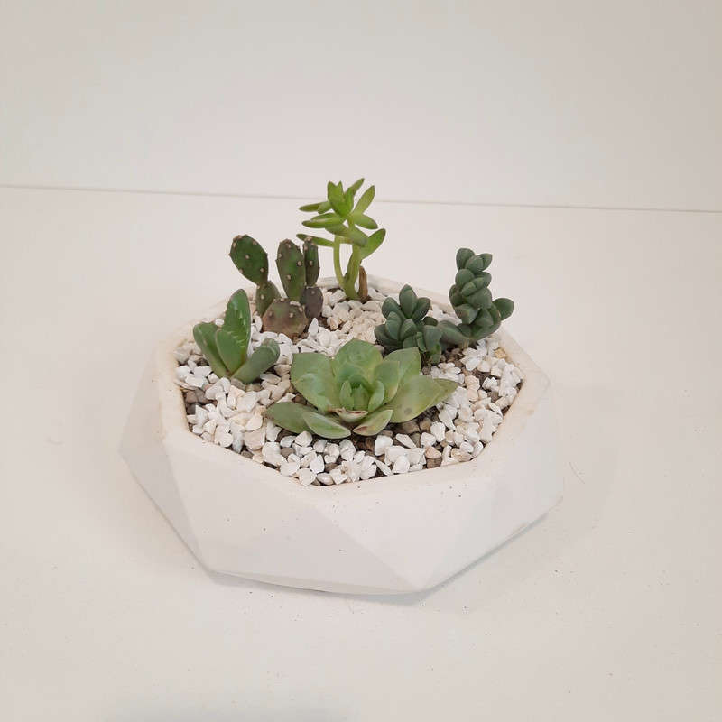 گیاه طبیعی دیش گاردن کاکتوس و ساکولنت کد 33