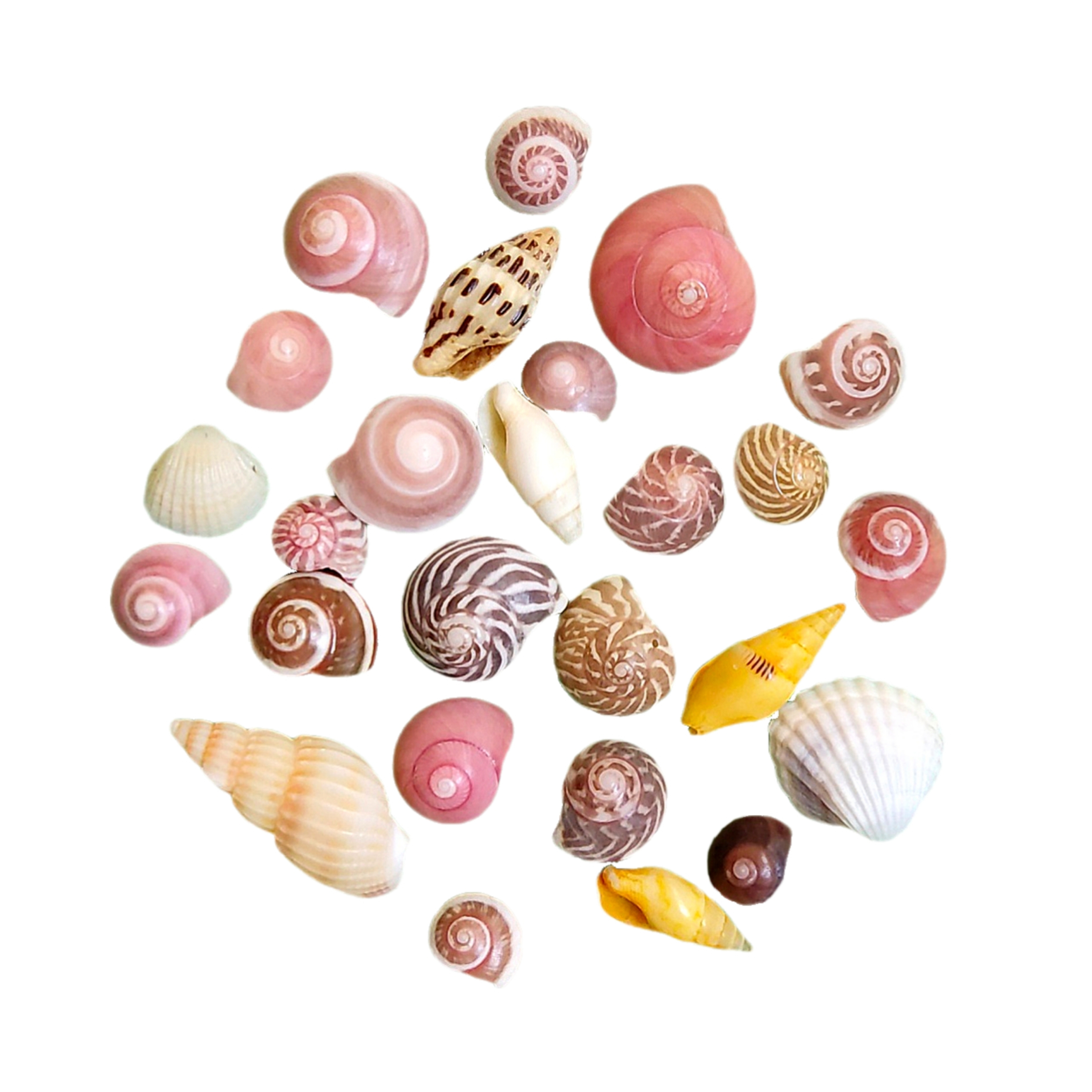 صدف تزئینی مدل ترکیبی ریز بسته 25 عددی