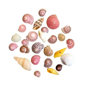 صدف و حلزون مدل ترکیبی ریز بسته 25 عددی