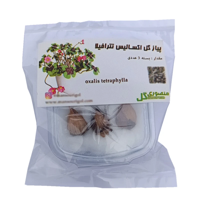 پیاز گل اکسالیس تترافیلا منصوری گل کد MTF3 وزن 5 گرم