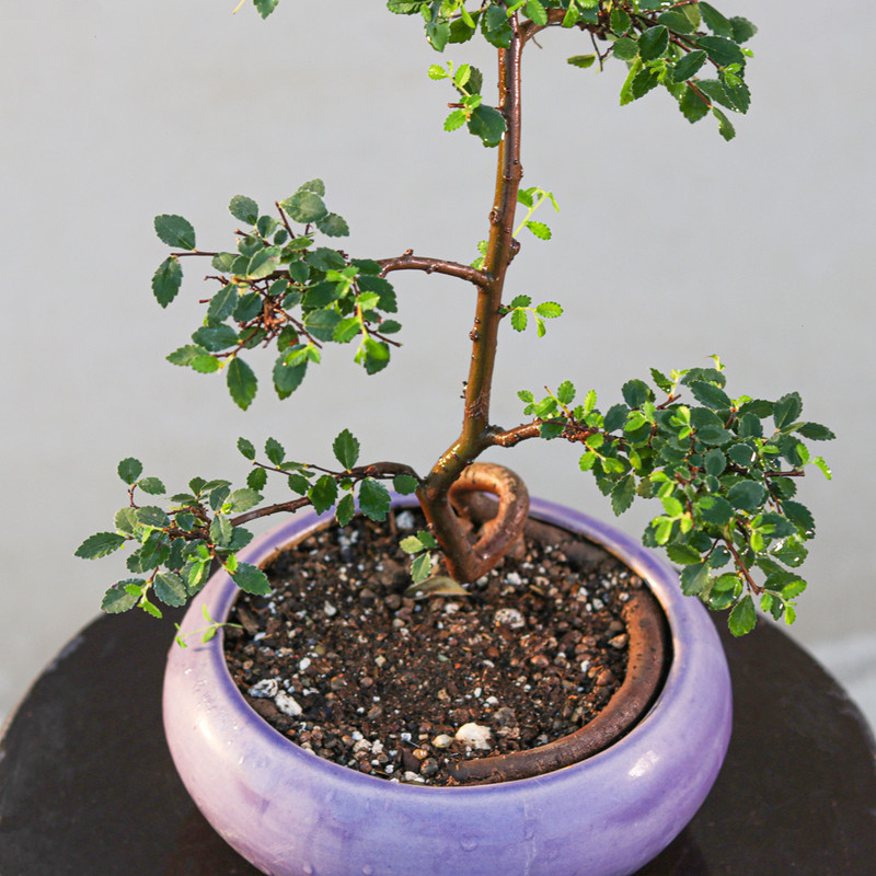 گیاه طبیعی بونسای نارون مدل سیجو گیاه طبیعی بونسای نارون مدل سیجو