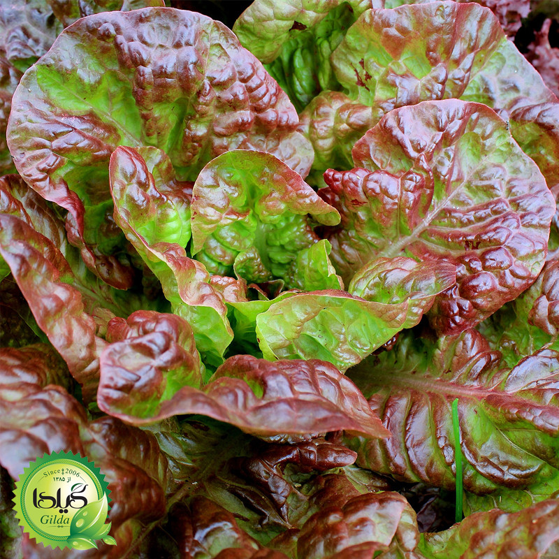 بذر کاهو آیسبرگ قرمز گیلدا کد 334